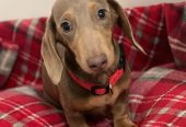 KC REGISTERED ISABELLA FEMALE DACHSHUND – Dungannon, Northern Ireland,