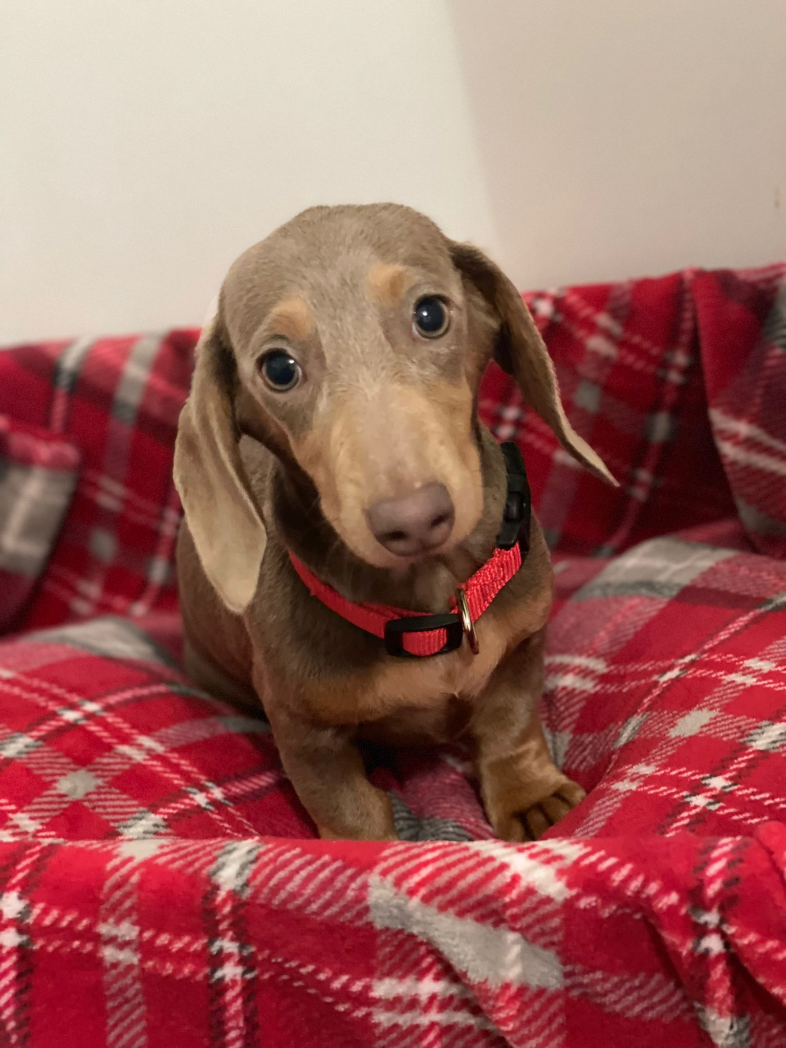 KC REGISTERED ISABELLA FEMALE DACHSHUND – Dungannon, Northern Ireland,
