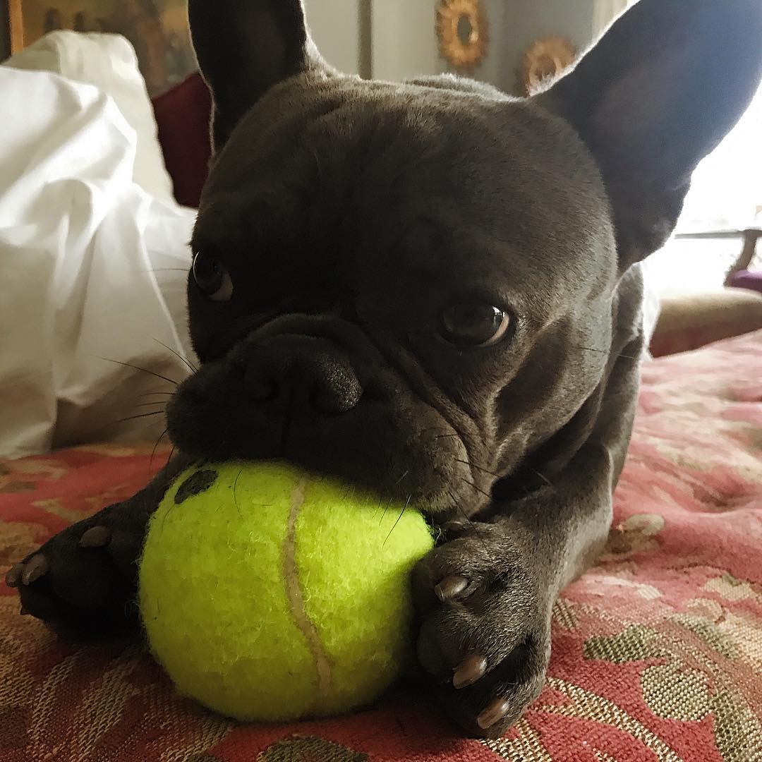 Blue French Bulldog puppies