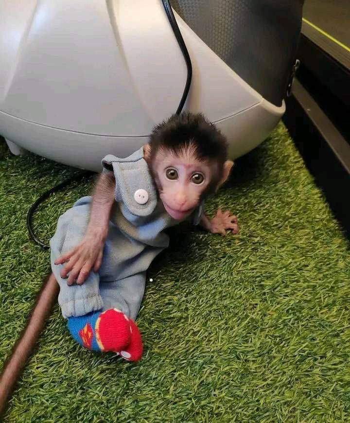 Capuchin monkey for sale