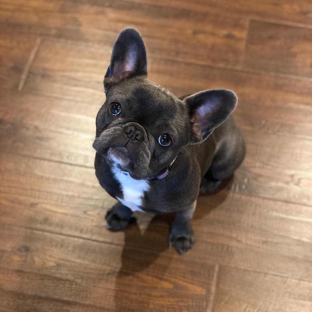 Blue French Bulldog puppies