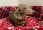 KC REGISTERED ISABELLA FEMALE DACHSHUND – Dungannon, Northern Ireland,