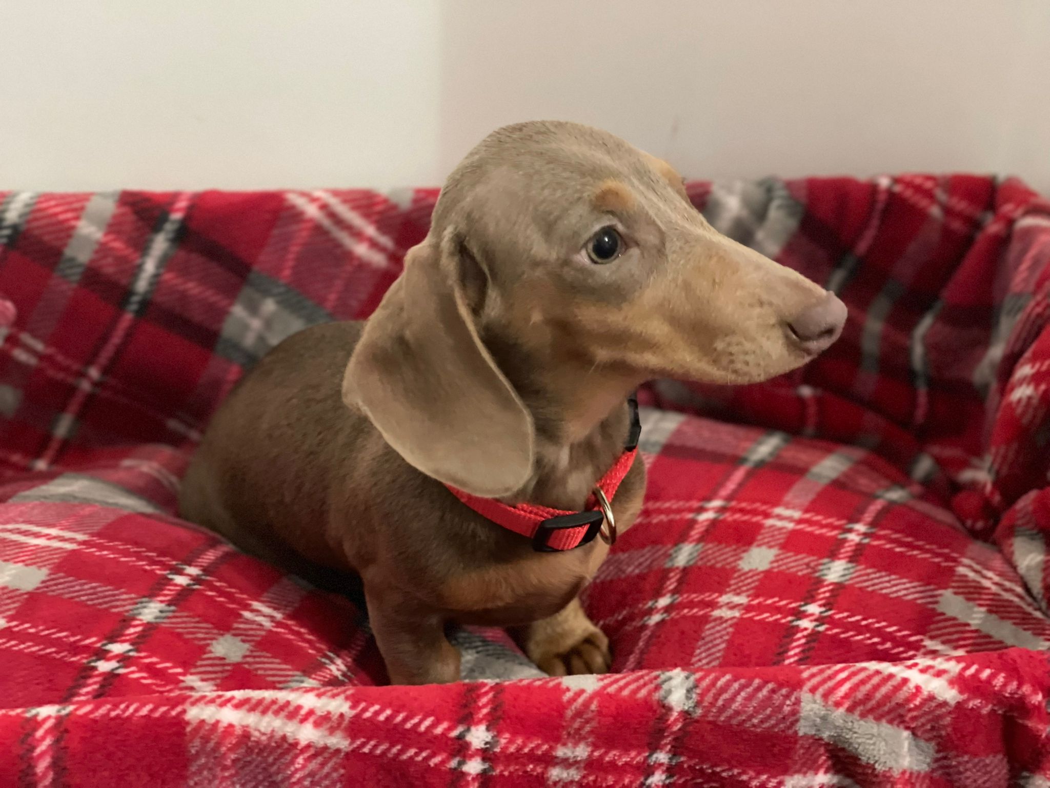 KC REGISTERED ISABELLA FEMALE DACHSHUND – Dungannon, Northern Ireland,