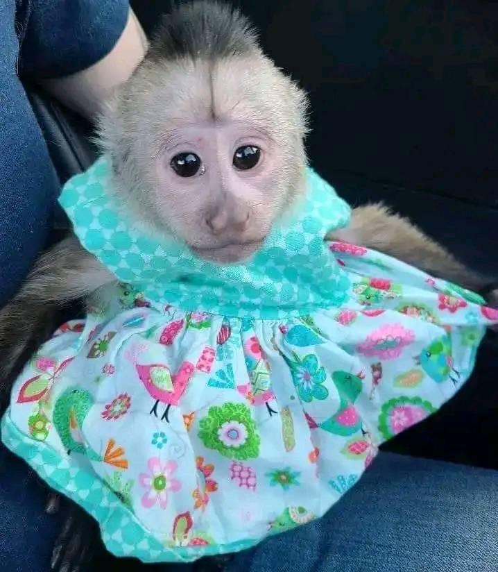 Capuchin monkey for sale