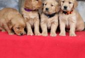 Adorable Golden Retriever Puppies For Sale