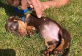 Cute dachshunds puppies available for sale
