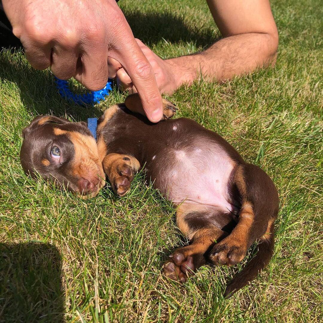 Cute dachshunds puppies available for sale
