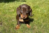 Cute dachshunds puppies available for sale