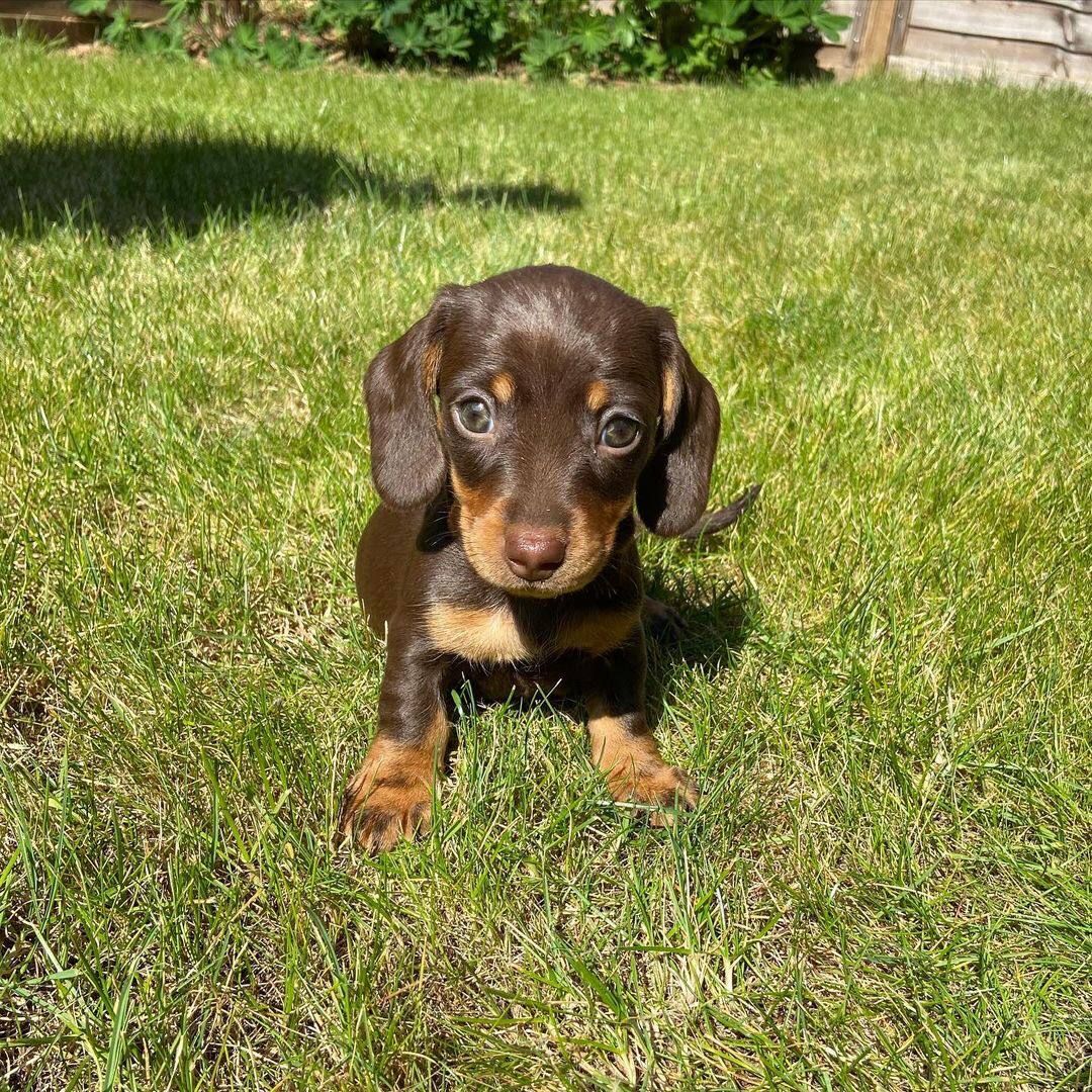 Cute dachshunds puppies available for sale