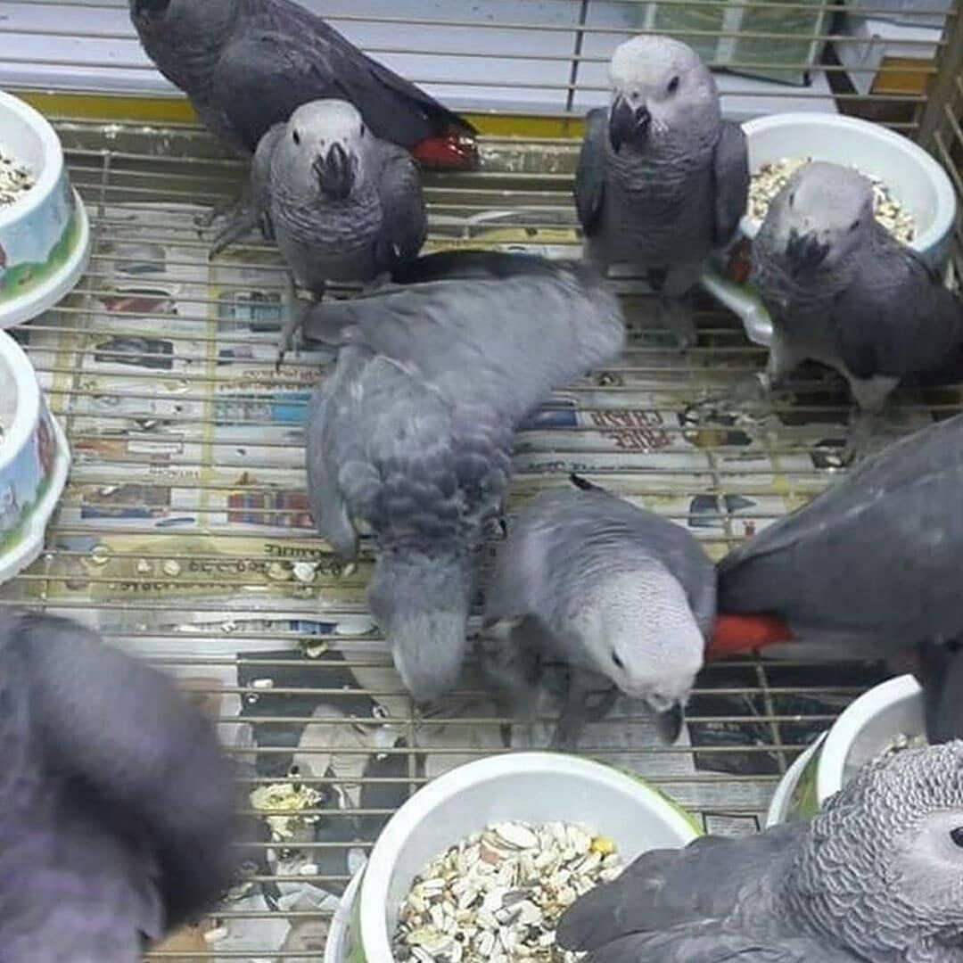 African grey parrots