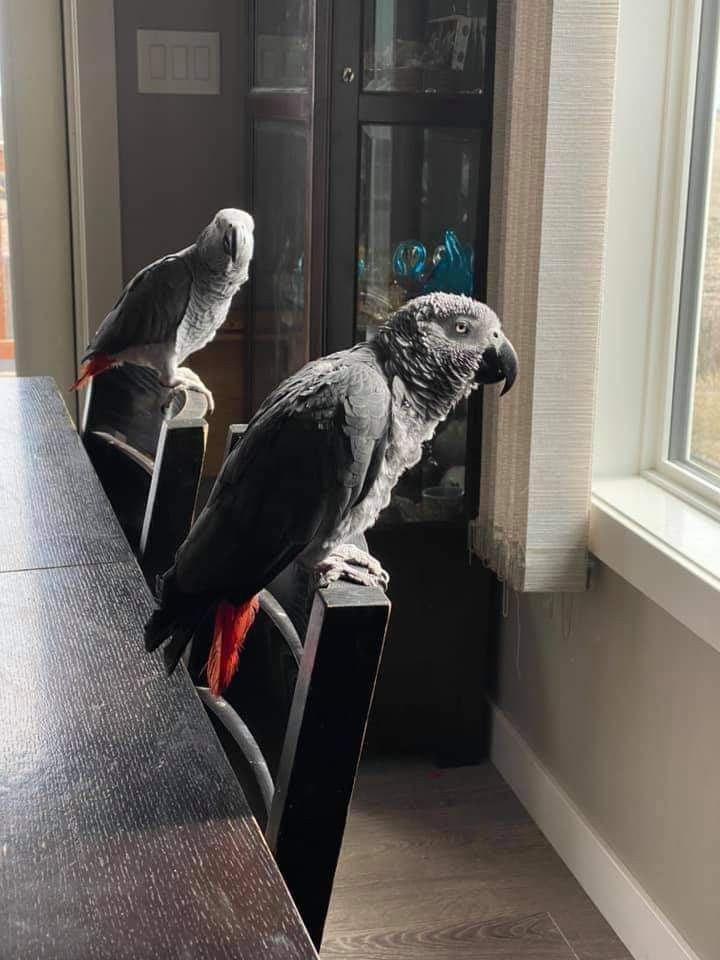 African grey parrots
