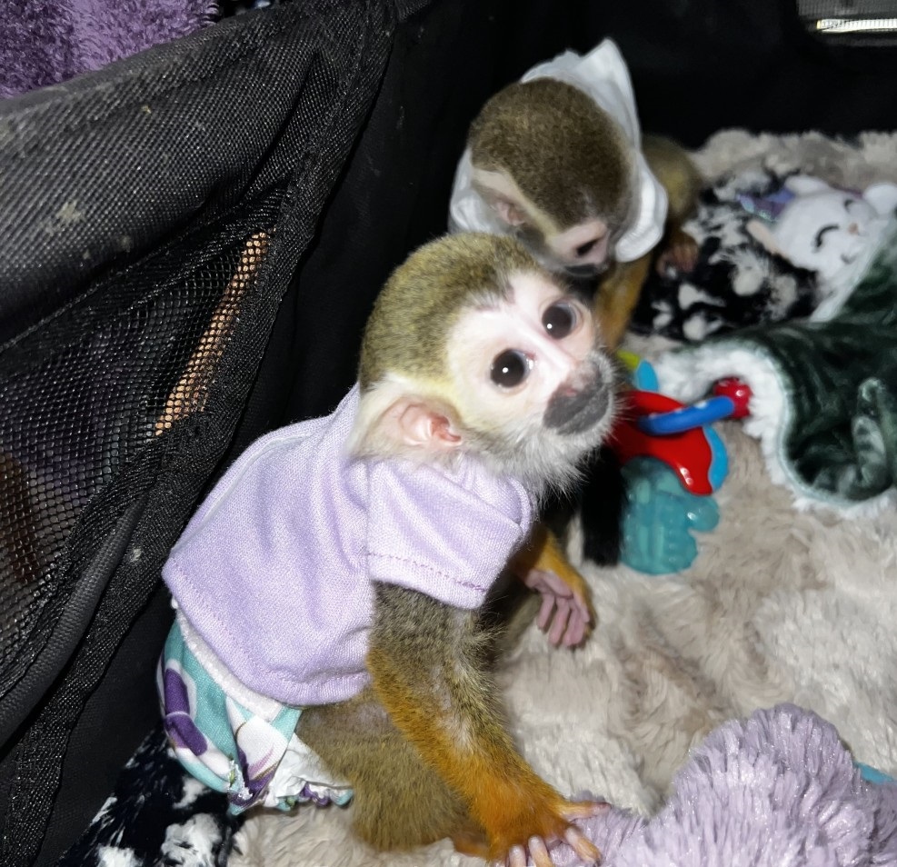 Adorable baby squirrel monkeys