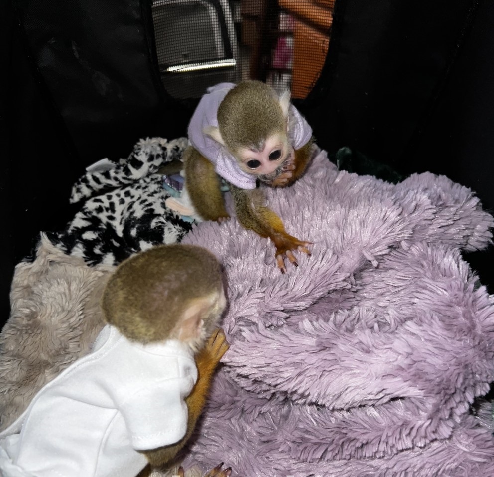 Adorable baby squirrel monkeys