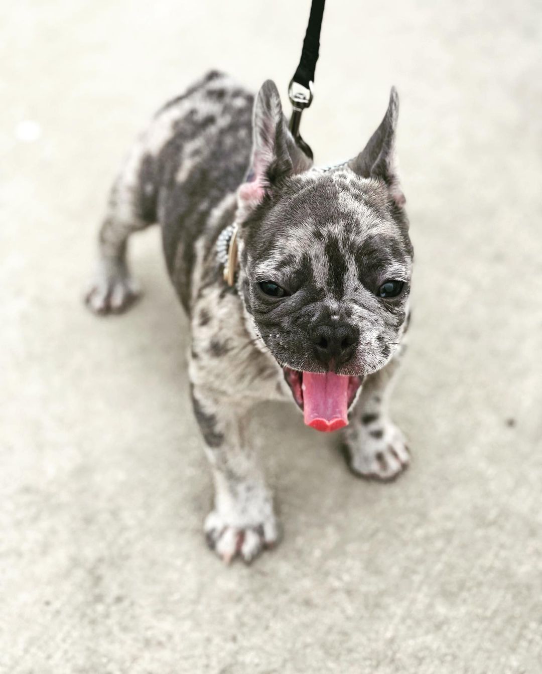 Blue French Bulldog puppies