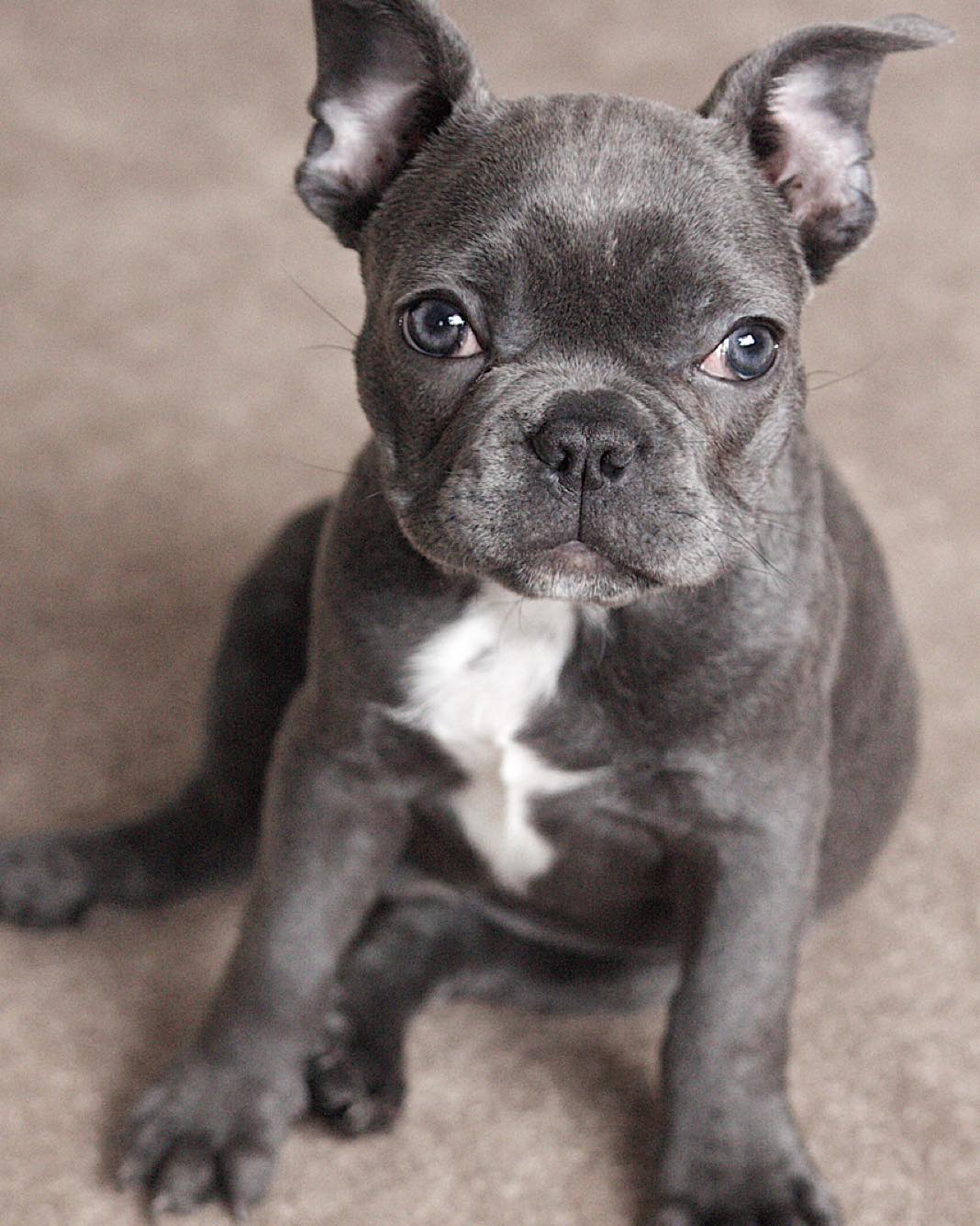 Blue French Bulldog puppies