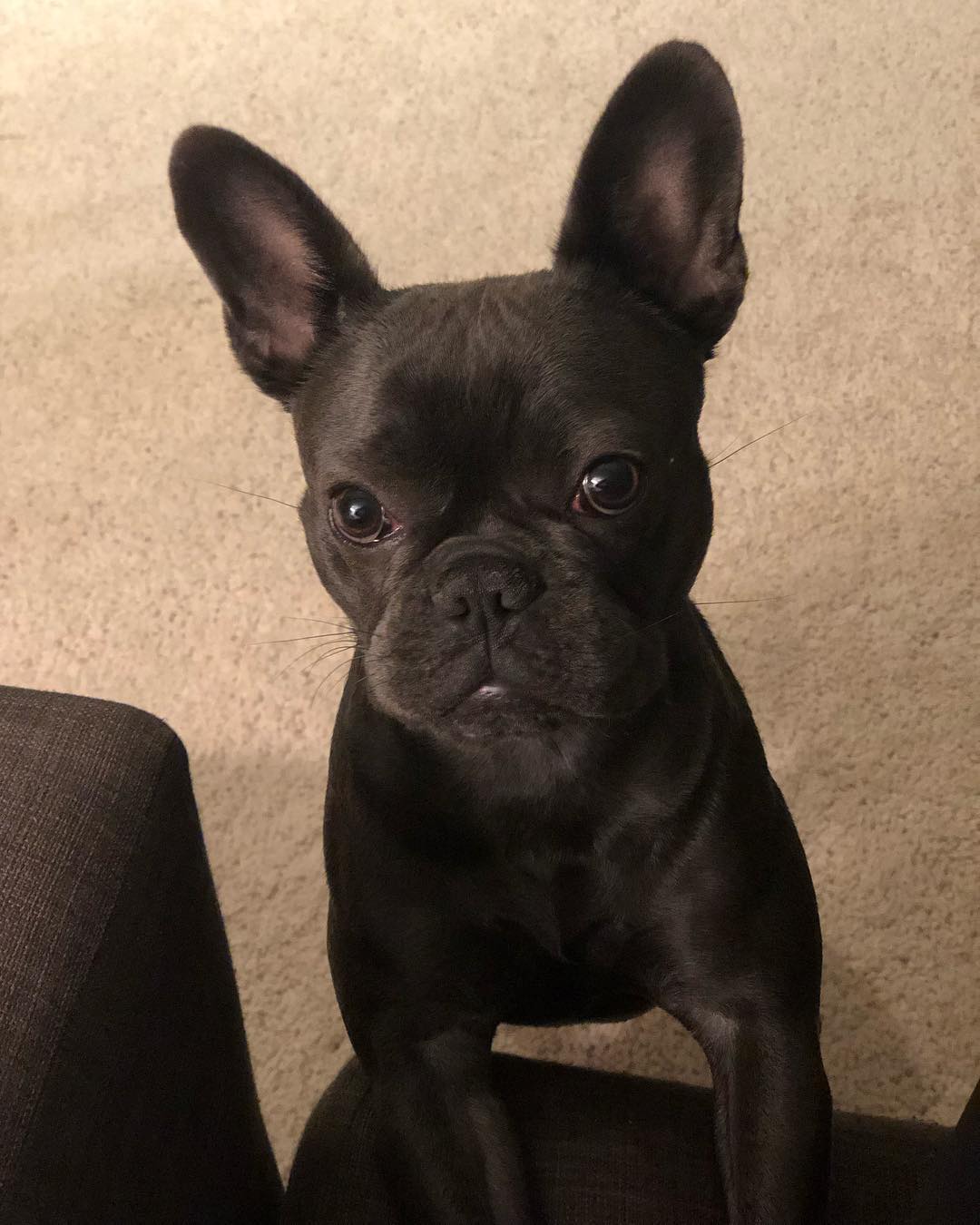 Blue French Bulldog puppies