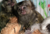 Adorable Marmoset Monkeys available for lovely homes In Scotland