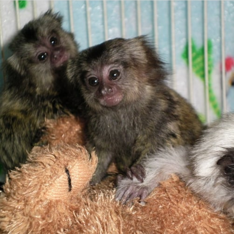 2 Adorable baby Marmoset monkeys in England, London, UK