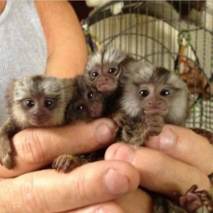 Adorable Pygmy Marmoset Monkeys available