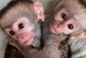 Celebrity Baby Capuchin Monkeys available for lovely homes in United Kingdom