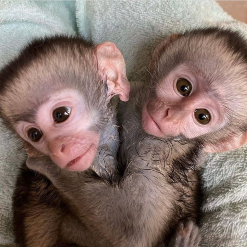Lovely Baby Capuchin Monkeys available for lovely homes in United Kingdom