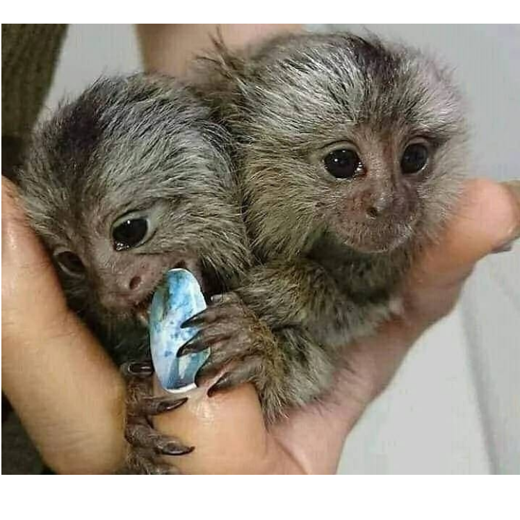 Lovely Marmoset Monkeys Available