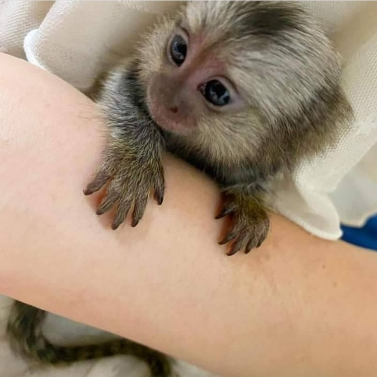Gorgeous Marmoset Monkeys available