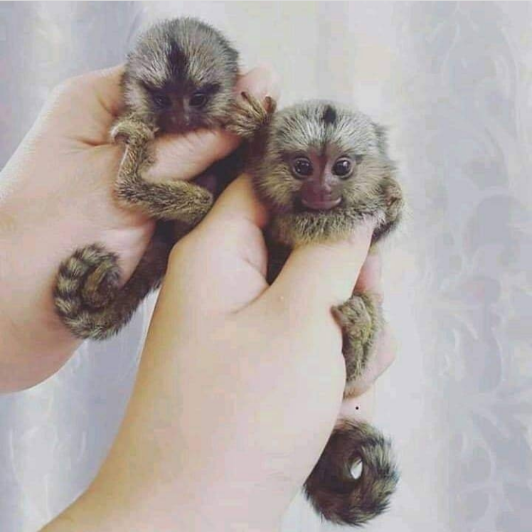 Stunning Marmoset Monkeys available