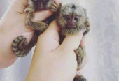 Stunning Marmoset Monkeys available