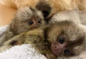 Charming Marmoset Monkeys available