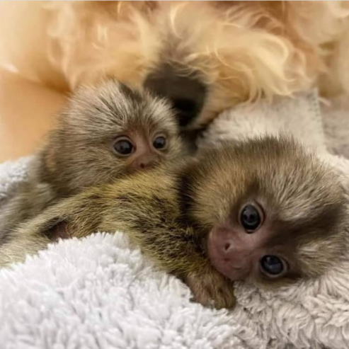 Charming Marmoset Monkeys available