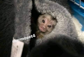 Adorable Marmoset Monkeys available