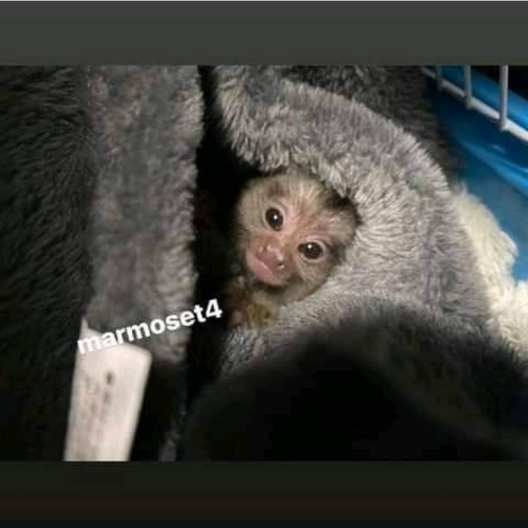 Adorable Marmoset Monkeys available