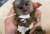 Adorable Marmoset Monkeys available