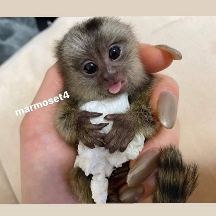 Adorable Marmoset Monkeys available