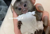 Healthy Marmoset Monkeys available