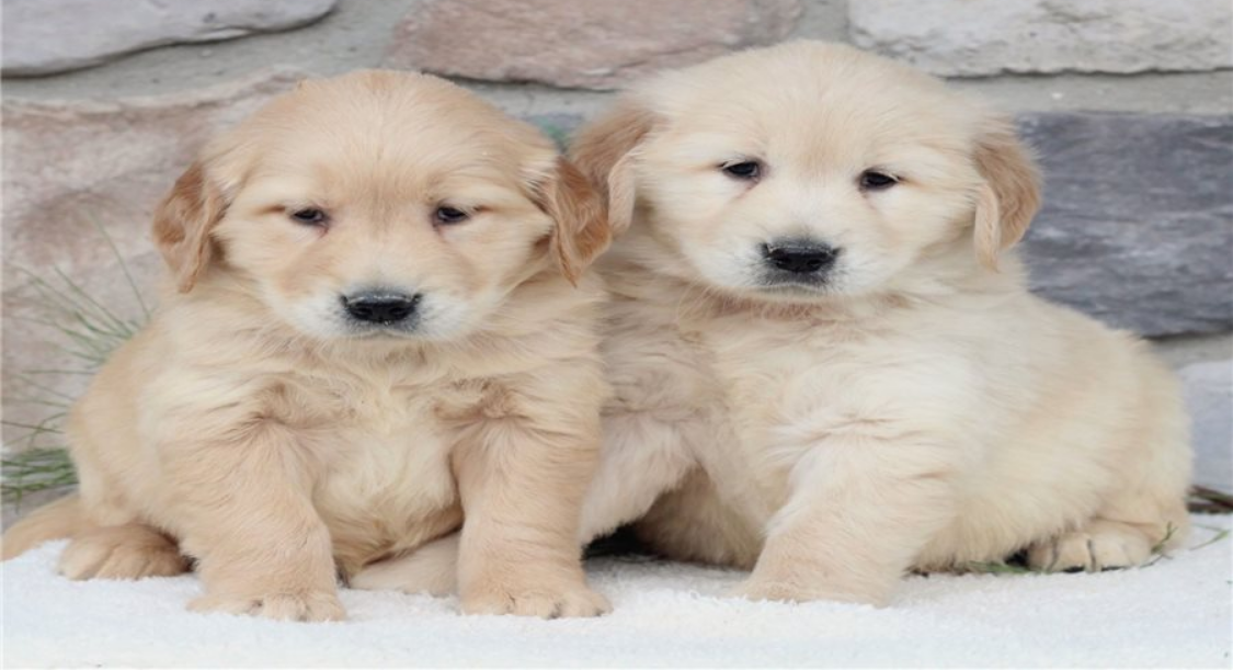 Outstanding Golden Retriever Puppies For Sale
