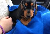 Cute dachshunds puppies available for sale