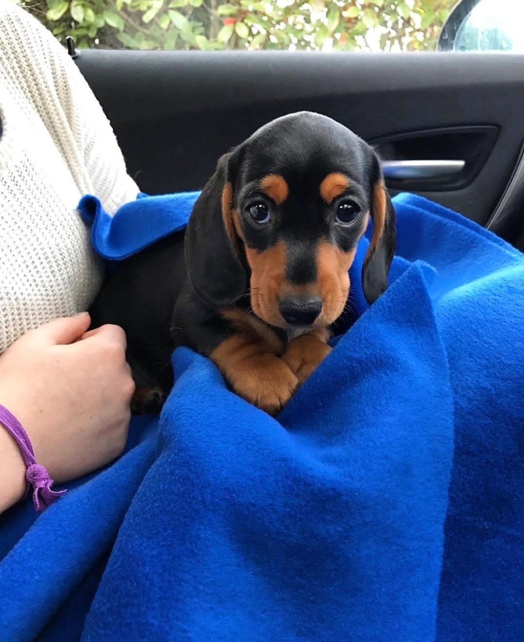 Cute dachshunds puppies available for sale
