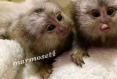 Well Trained Marmoset Monkeys available