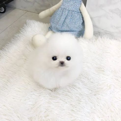 Healthy Teacup Pomeranian Puppies For sale