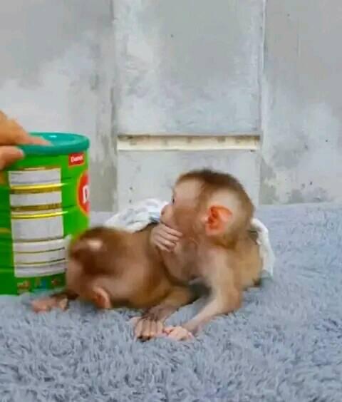 Capuchin monkey for sale