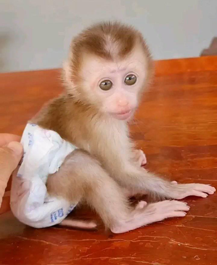 Capuchin monkey for sale