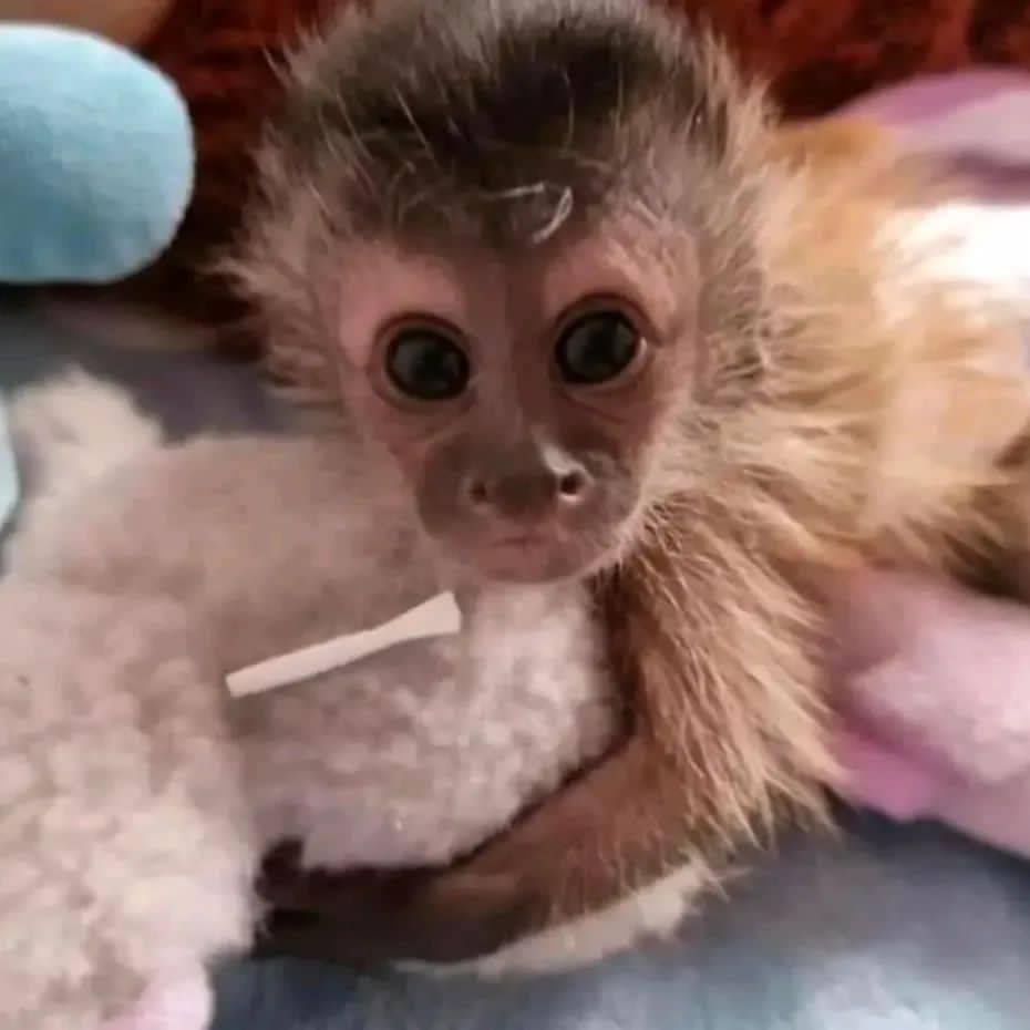 Capuchin monkey for sale