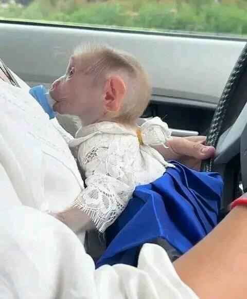 Capuchin monkey for sale