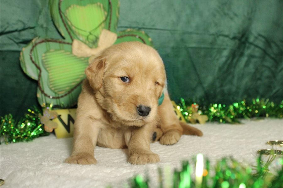 Gorgeous Golden Retriever Puppies For Lovely Homes