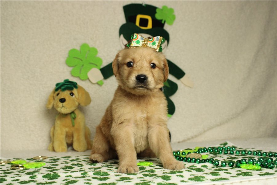 Gorgeous Golden Retriever Puppies For Lovely Homes