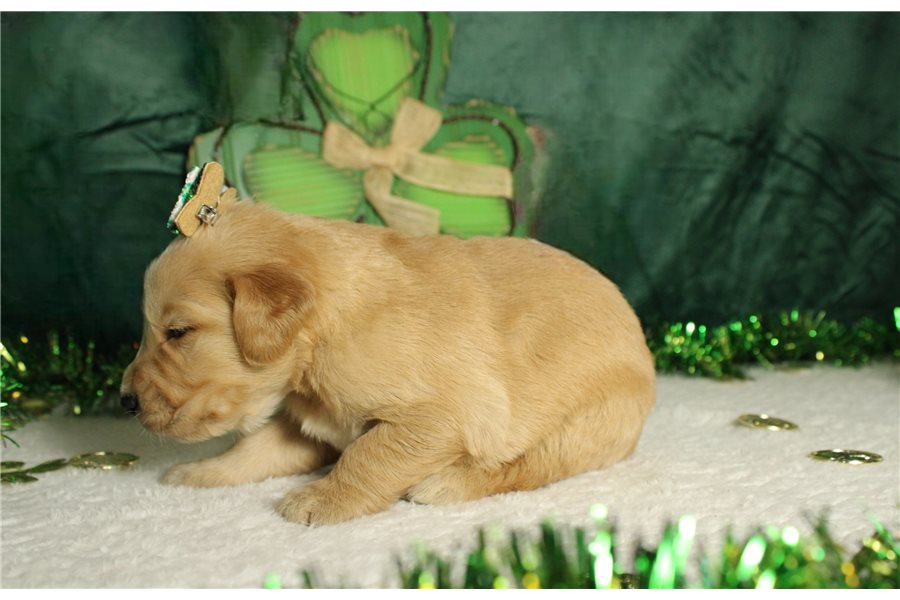 Gorgeous Golden Retriever Puppies For Lovely Homes