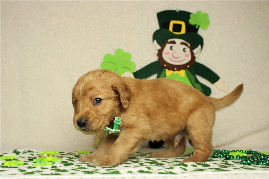 Gorgeous Golden Retriever Puppies For Lovely Homes