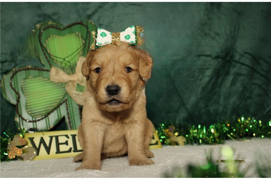 Gorgeous Golden Retriever Puppies For Lovely Homes